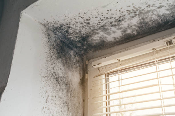 Trusted Black Mold Removal service in Jonestown, TX - Cheap Mold Removal